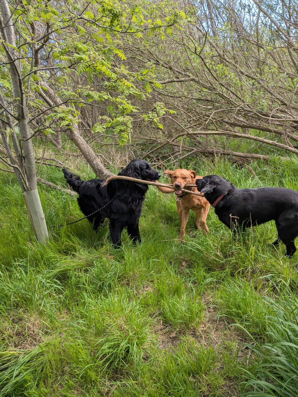 Three dogs exploring a green woodland together